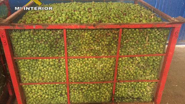 Un depósito con parte de los 16.885 kilos de aceitunas incautados por la Guardia Civil - ABC